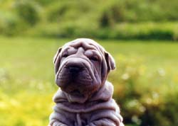 Blue Shar-pei;, Marmora, Ontario