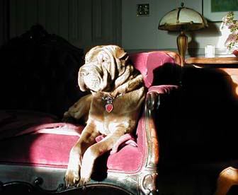 Kahlua sunning, Stouffville, Ontario