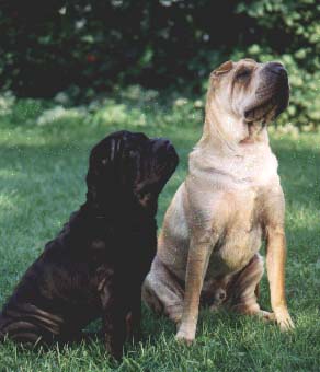 Chinese Shar-pei Daphne & Ulysses