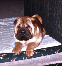 Azzaro, 3 months, Ste-Foy, Quebec
